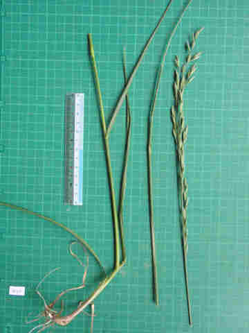 f:id:chuumeikun:20170510081720j:plain f:id:chuumeikun:20170510081720j:plain