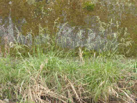 f:id:chuumeikun:20170510081753j:plain f:id:chuumeikun:20170510081753j:plain