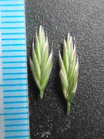 f:id:chuumeikun:20170510081903j:plain f:id:chuumeikun:20170510081903j:plain