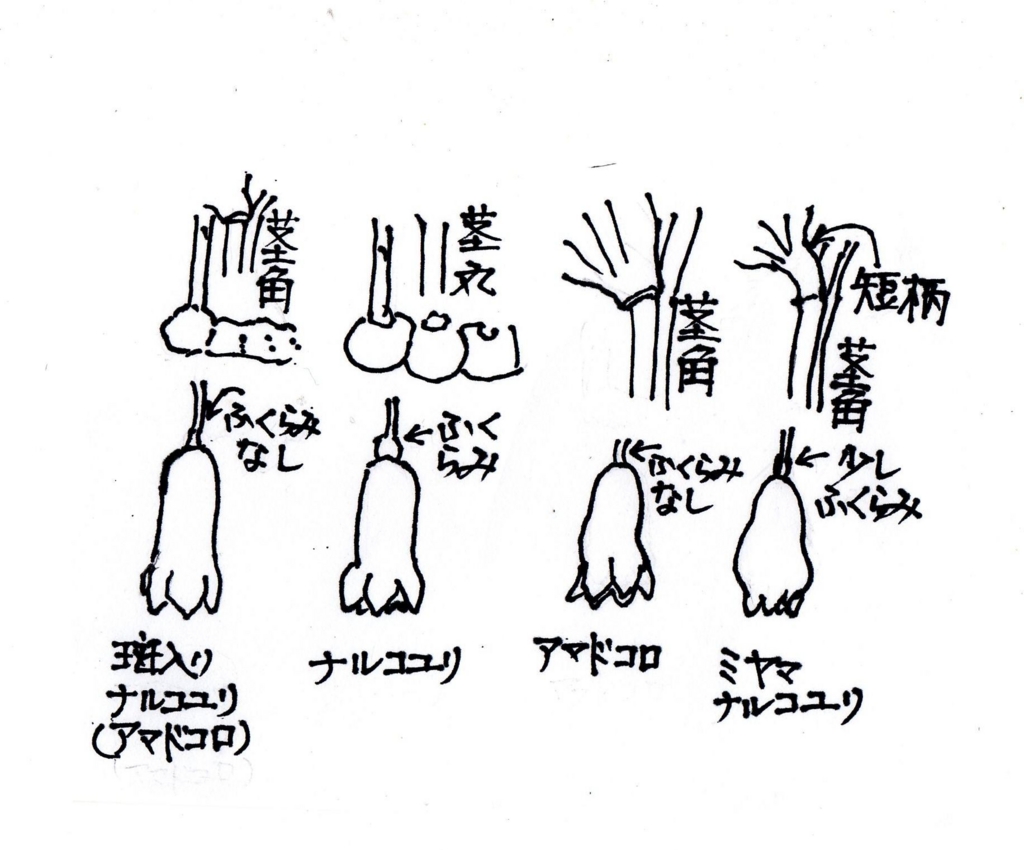 f:id:chuumeikun:20170511105924j:plain f:id:chuumeikun:20170511105924j:plain