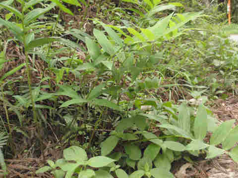 f:id:chuumeikun:20170511110001j:plain f:id:chuumeikun:20170511110001j:plain