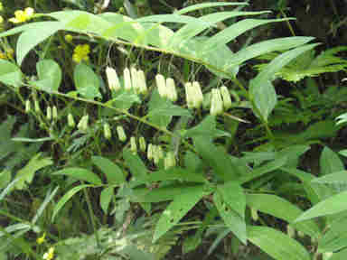 f:id:chuumeikun:20170511110011j:plain f:id:chuumeikun:20170511110011j:plain