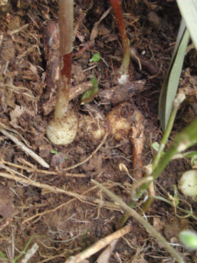 f:id:chuumeikun:20170511110025j:plain f:id:chuumeikun:20170511110025j:plain