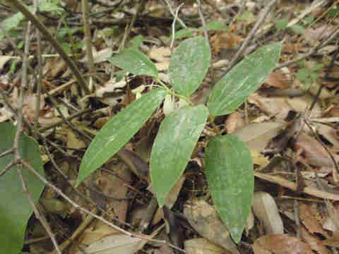 f:id:chuumeikun:20170511110140j:plain f:id:chuumeikun:20170511110140j:plain