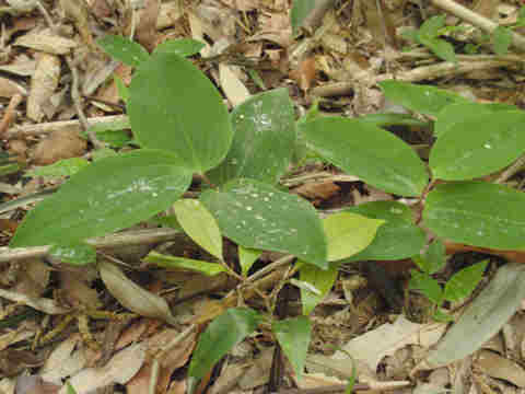 f:id:chuumeikun:20170511110151j:plain f:id:chuumeikun:20170511110151j:plain