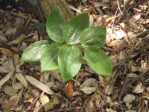 f:id:chuumeikun:20170511110201j:plain f:id:chuumeikun:20170511110201j:plain