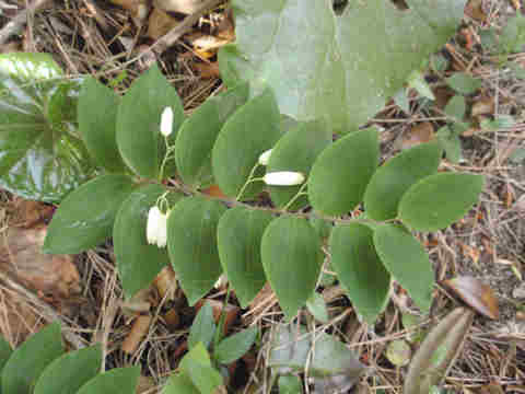 f:id:chuumeikun:20170511110211j:plain f:id:chuumeikun:20170511110211j:plain