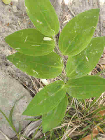 f:id:chuumeikun:20170511110224j:plain f:id:chuumeikun:20170511110224j:plain