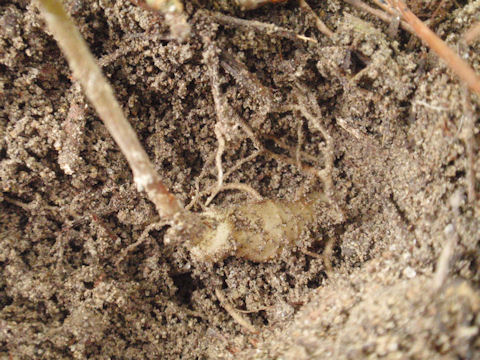 f:id:chuumeikun:20170511110239j:plain f:id:chuumeikun:20170511110239j:plain