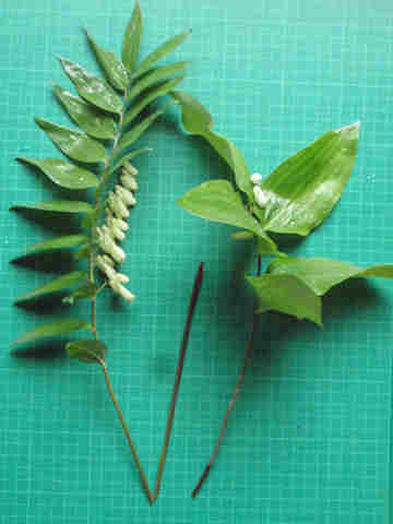 f:id:chuumeikun:20170511110254j:plain f:id:chuumeikun:20170511110254j:plain