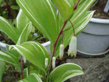 f:id:chuumeikun:20170511110306j:plain f:id:chuumeikun:20170511110306j:plain