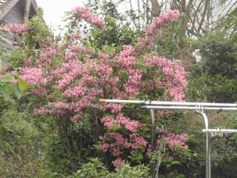 f:id:chuumeikun:20170513061227j:plain f:id:chuumeikun:20170513061227j:plain