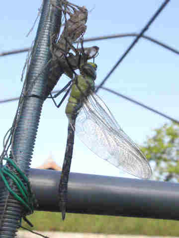 f:id:chuumeikun:20170513061814j:plain f:id:chuumeikun:20170513061814j:plain