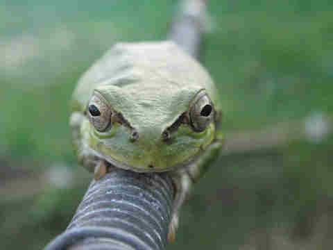 f:id:chuumeikun:20170513062109j:plain f:id:chuumeikun:20170513062109j:plain