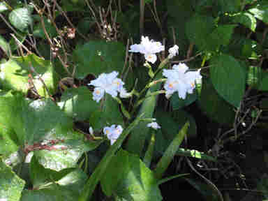 f:id:chuumeikun:20170514001353j:plain f:id:chuumeikun:20170514001353j:plain