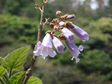 f:id:chuumeikun:20170514001500j:plain f:id:chuumeikun:20170514001500j:plain