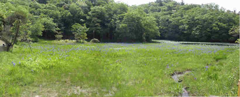 f:id:chuumeikun:20170518002944j:plain