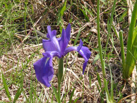 f:id:chuumeikun:20170518003031j:plain