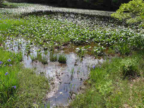 f:id:chuumeikun:20170518003104j:plain