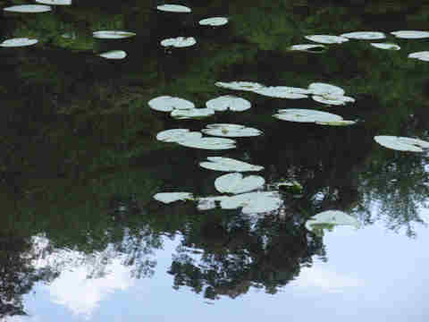 f:id:chuumeikun:20170518003154j:plain