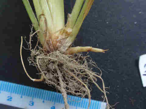 f:id:chuumeikun:20170523033833j:plain f:id:chuumeikun:20170523033833j:plain