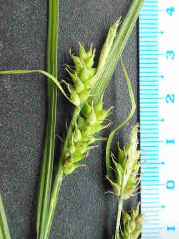 f:id:chuumeikun:20170523034006j:plain f:id:chuumeikun:20170523034006j:plain