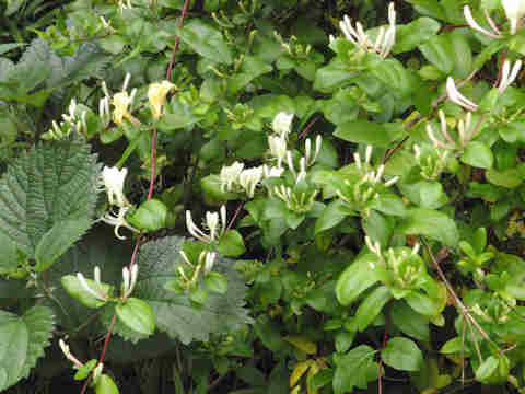 f:id:chuumeikun:20170523034047j:plain f:id:chuumeikun:20170523034047j:plain