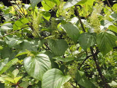 f:id:chuumeikun:20170524054732j:plain f:id:chuumeikun:20170524054732j:plain