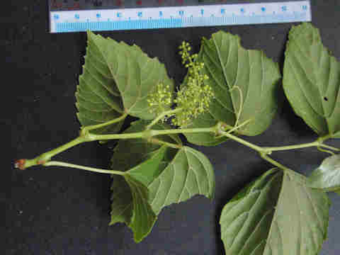 f:id:chuumeikun:20170524054747j:plain f:id:chuumeikun:20170524054747j:plain