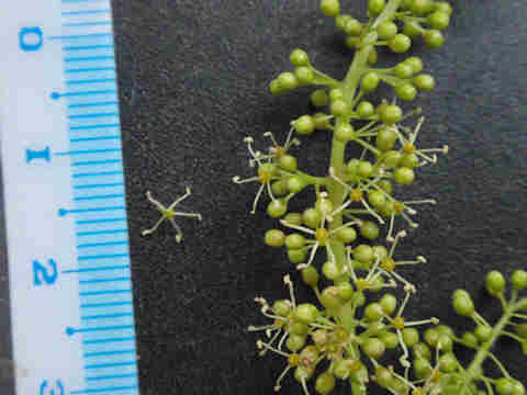 f:id:chuumeikun:20170524054802j:plain f:id:chuumeikun:20170524054802j:plain