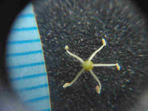 f:id:chuumeikun:20170524054818j:plain f:id:chuumeikun:20170524054818j:plain