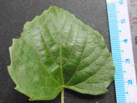 f:id:chuumeikun:20170524054854j:plain f:id:chuumeikun:20170524054854j:plain