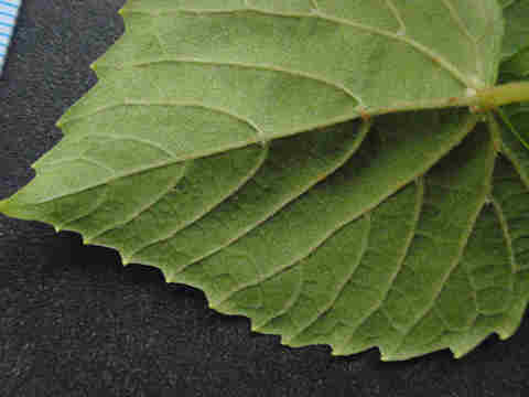 f:id:chuumeikun:20170524054908j:plain f:id:chuumeikun:20170524054908j:plain