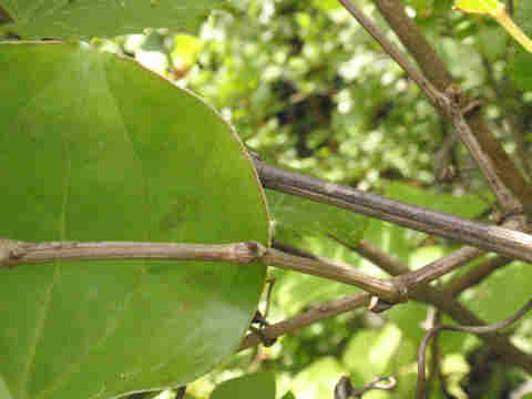 f:id:chuumeikun:20170524054947j:plain f:id:chuumeikun:20170524054947j:plain