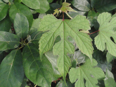 f:id:chuumeikun:20170524055048j:plain f:id:chuumeikun:20170524055048j:plain