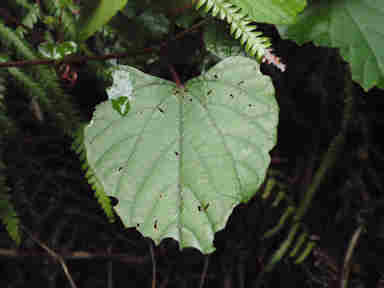 f:id:chuumeikun:20170524055136j:plain f:id:chuumeikun:20170524055136j:plain