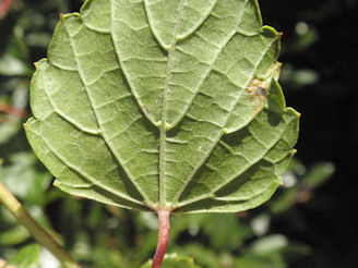 f:id:chuumeikun:20170524055211j:plain f:id:chuumeikun:20170524055211j:plain