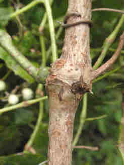 f:id:chuumeikun:20170524055230j:plain f:id:chuumeikun:20170524055230j:plain