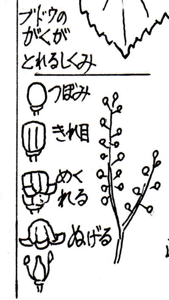 f:id:chuumeikun:20170524055246j:plain f:id:chuumeikun:20170524055246j:plain