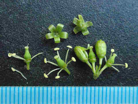 f:id:chuumeikun:20170524055302j:plain f:id:chuumeikun:20170524055302j:plain