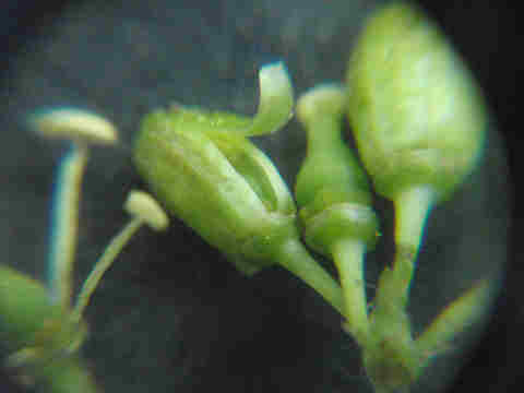 f:id:chuumeikun:20170524055319j:plain f:id:chuumeikun:20170524055319j:plain