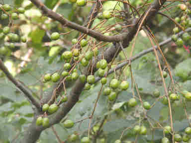 f:id:chuumeikun:20170525004758j:plain f:id:chuumeikun:20170525004758j:plain