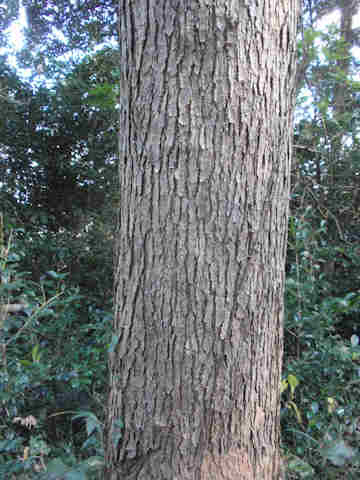 f:id:chuumeikun:20170525004828j:plain f:id:chuumeikun:20170525004828j:plain