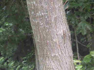 f:id:chuumeikun:20170525004843j:plain f:id:chuumeikun:20170525004843j:plain