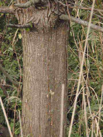 f:id:chuumeikun:20170525004903j:plain f:id:chuumeikun:20170525004903j:plain