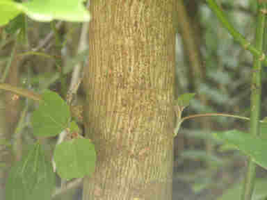 f:id:chuumeikun:20170525004927j:plain f:id:chuumeikun:20170525004927j:plain