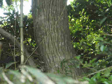 f:id:chuumeikun:20170525005116j:plain f:id:chuumeikun:20170525005116j:plain