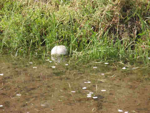 f:id:chuumeikun:20170527004315j:plain f:id:chuumeikun:20170527004315j:plain