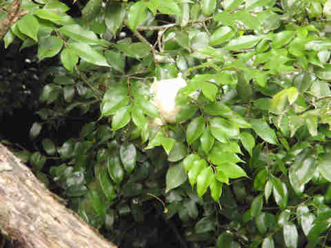 f:id:chuumeikun:20170527004508j:plain f:id:chuumeikun:20170527004508j:plain