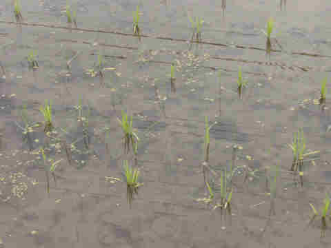 f:id:chuumeikun:20170527004543j:plain f:id:chuumeikun:20170527004543j:plain